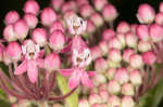 Swamp milkweed